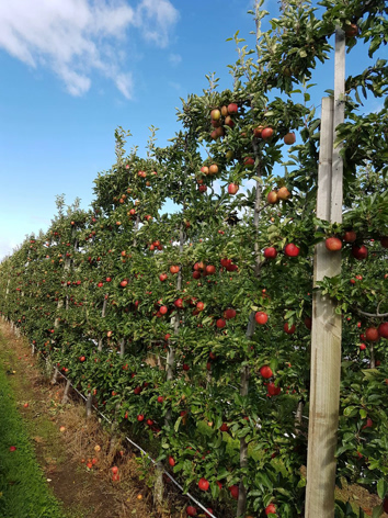 SugarBee apples are grown in the elevated orchards of Washington