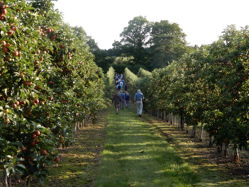 Royal Gala Apple - Platt Hill Nursery