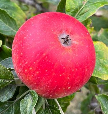 Girl is picking fresh organic apples Stock Photo by Manuta