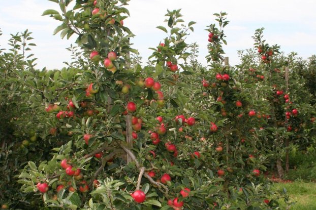 Bi-coloured Apple, Royal Gala Golden Bay Fruit Orchards, NZ