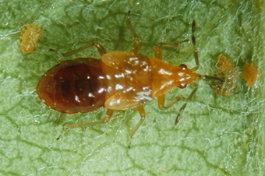 Anthocoris nemoralis nymphs feeding on pear psylla