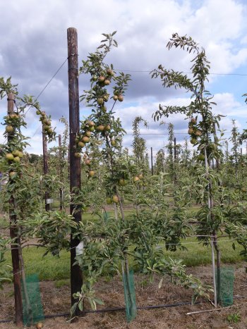 Braeburn trees at Parsonage Farm