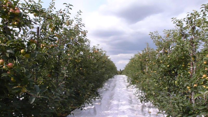 A KANZI orchard with EXTENDAY at Parsonage Farm.