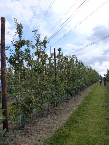 A Kanzi row at Parsonage Farm