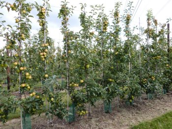 Kanzi trees at Parsonage Farm