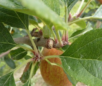 A cut with fruit buds clearly forming