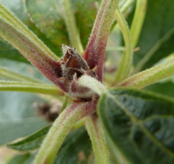 This fruit bud is forming as a result of a successfully timed cut.