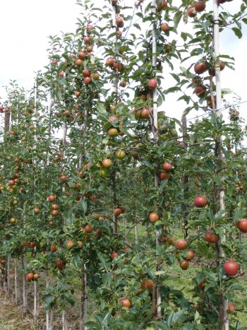 HDC Fruit Wall trials at Parsonage Farm