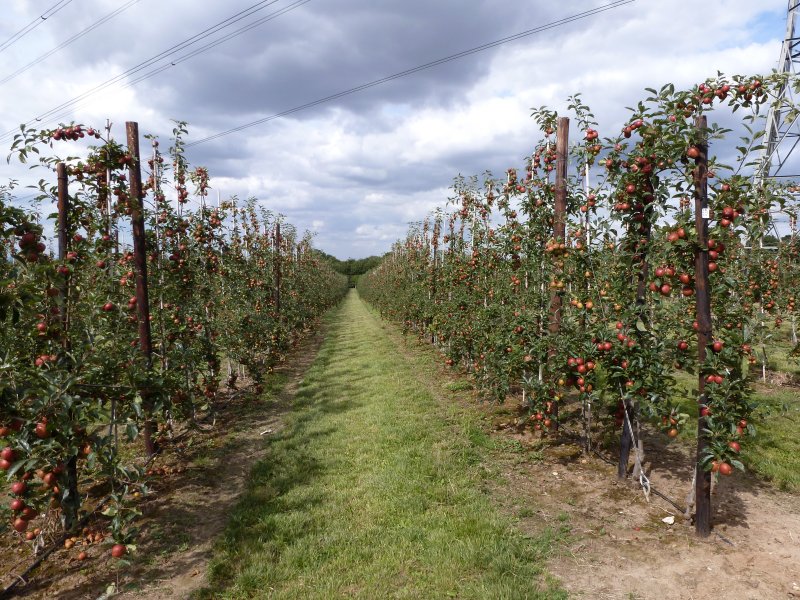 A Gala Orchard at Parsonage Farm in its 3rd Leaf.