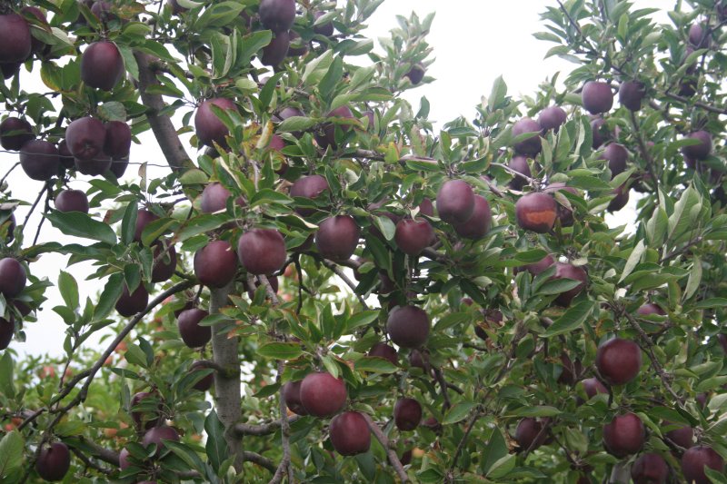 The very dark Red Delicious clone JEROMINE