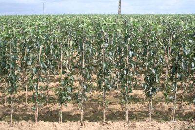 A section of the tree nursery at Valois