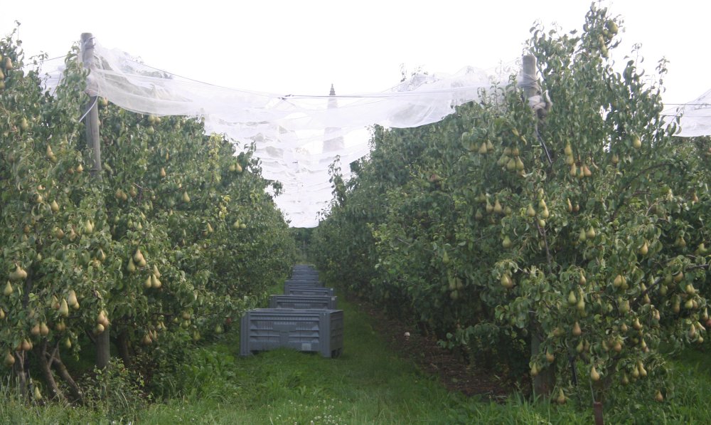 Conference Pears at Theirry Fournierre's Farm