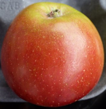 An apparently perfect Cox apple