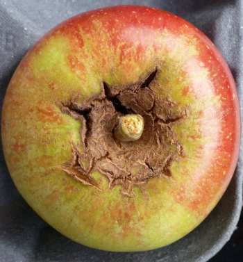 The same very attractive Cox apple, at the stalk end!