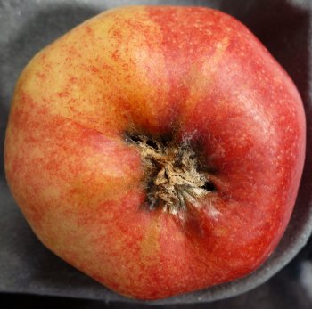 A Gala apple with Nectria infection in the calyx end of the fruit