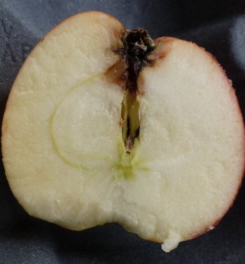 A Gala apple cut to show Nectria infection in the calyx end of the fruit