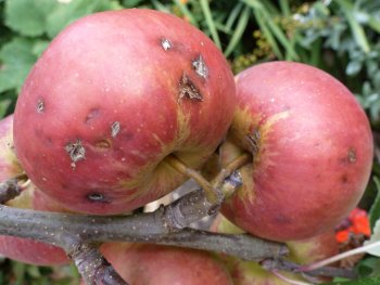 The same Red Devil apples with hail damage now much worse on 31st August