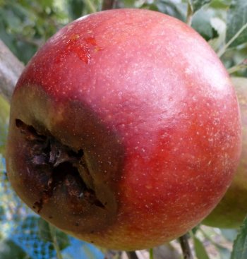 An apple with advanced stage of Nectria rot on the tree.