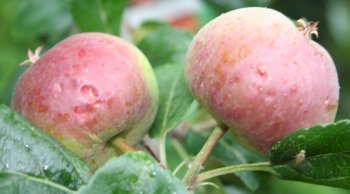 Red Devil apples with small indentations from hail which fell on 9th July