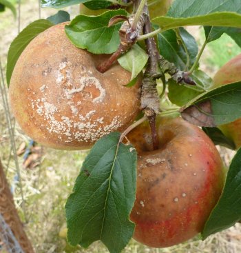 Good apples which have been infected by an adjacent rotten apple.