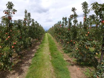 ZARI orchard with much less fruit than last year