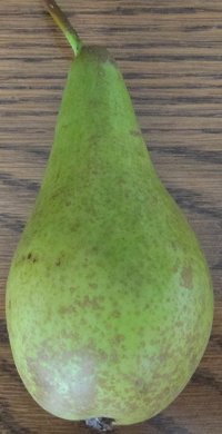 Russet Pear