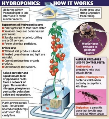 How Tomatoes grown hydroponically in a rockwool substrate works!