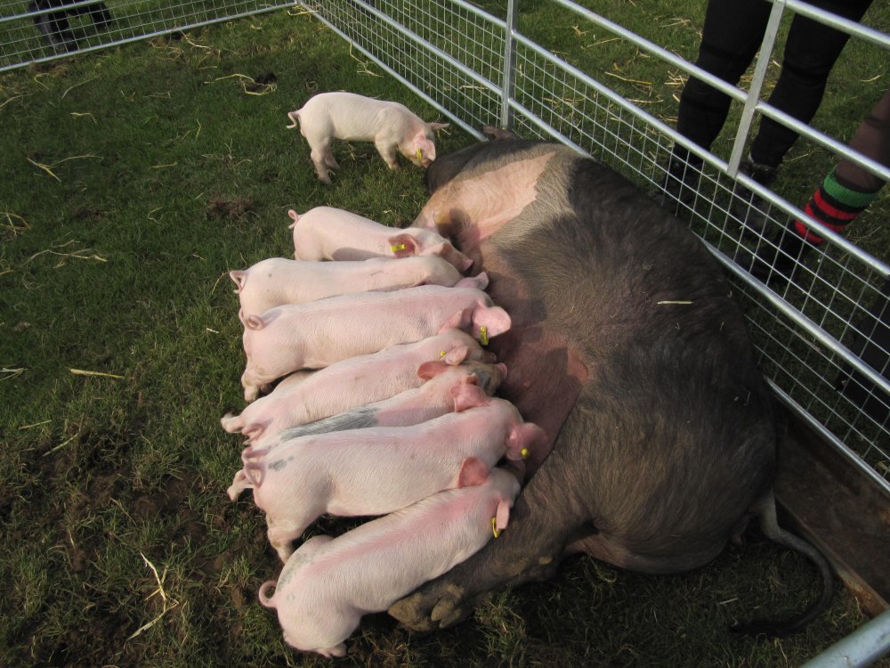 Hungry piglets suckling mummy pig!