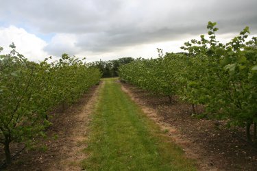 Young Cobnut trees in the new Cobnut Plat