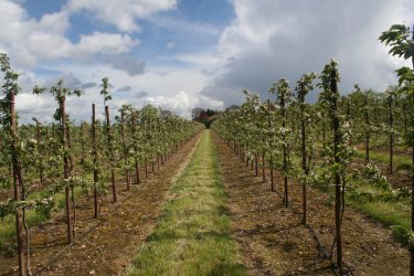 Young Braeburn trees at the petal fall / early fruitlet stage