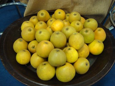 Ashmead's Kernel