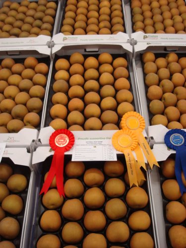 Winning Egremont Russet in 'Any other variety' class