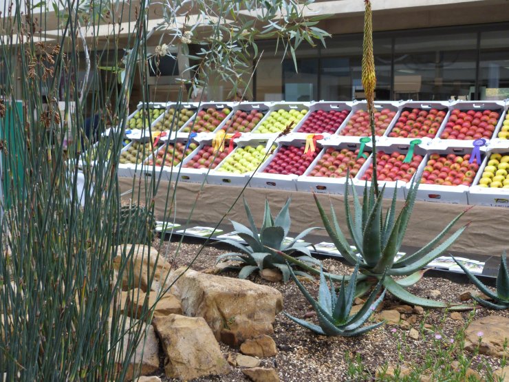 The Display of English Apples in front of The Visitor Centre proved very popular