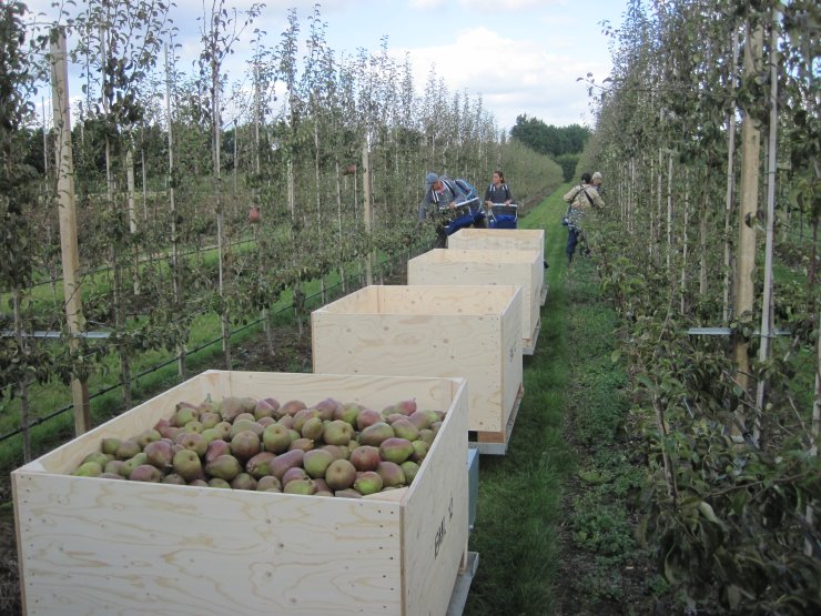 Picking Sweet Sensation in progress at East Malling Research