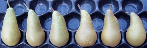 Conference Pear shapes