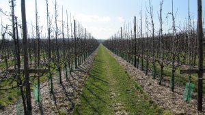 5 year old modern intensive pear orchard