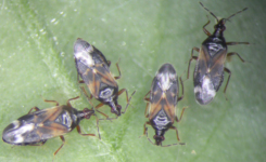 Anthocoris nemoralis