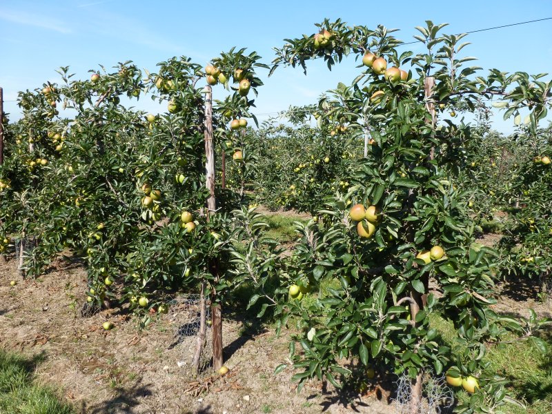 Braeburn trees at Teynham Court Farm with 'Espalier trained leaders'