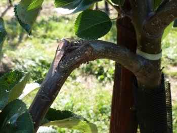 Cracking young branches in May after planting sets better branch angles