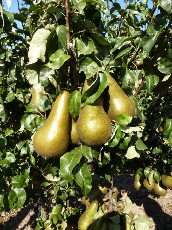 The result of solving pear sucker at Teynham Court Farm; Superb quality Conference Pears