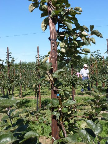 Corkscrew management of leaders on these young Bramley trees.