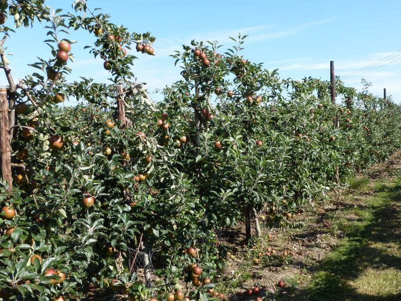 Cox at Teynham Court Farm