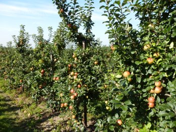 Early Windsor at Teynham Court Farm