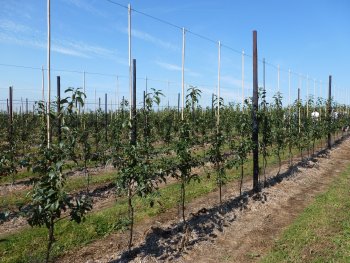 Gala Schniga orchard in its 1st Leaf