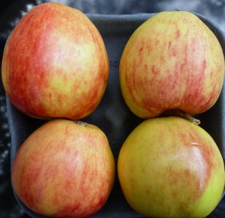 Galmac Apples grown in Suffolk