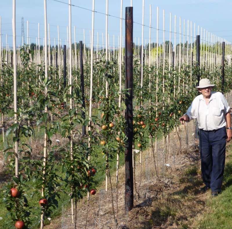 Stewart Wood in his 1st leaf Bibaum Gala Orchard