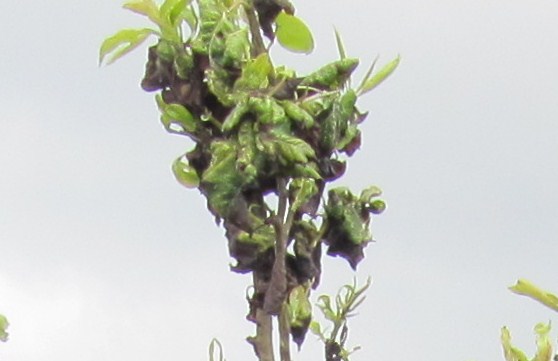 Pear sucker damage on a pear tree