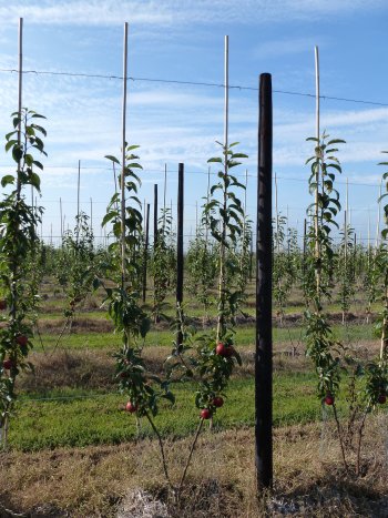 A Bibaum Gala tree at Teynham Court Farm.