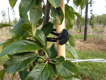 Tree ties are quick and easy to apply