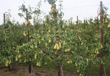 Concept Orchard Pear trees trained on a single leader system.